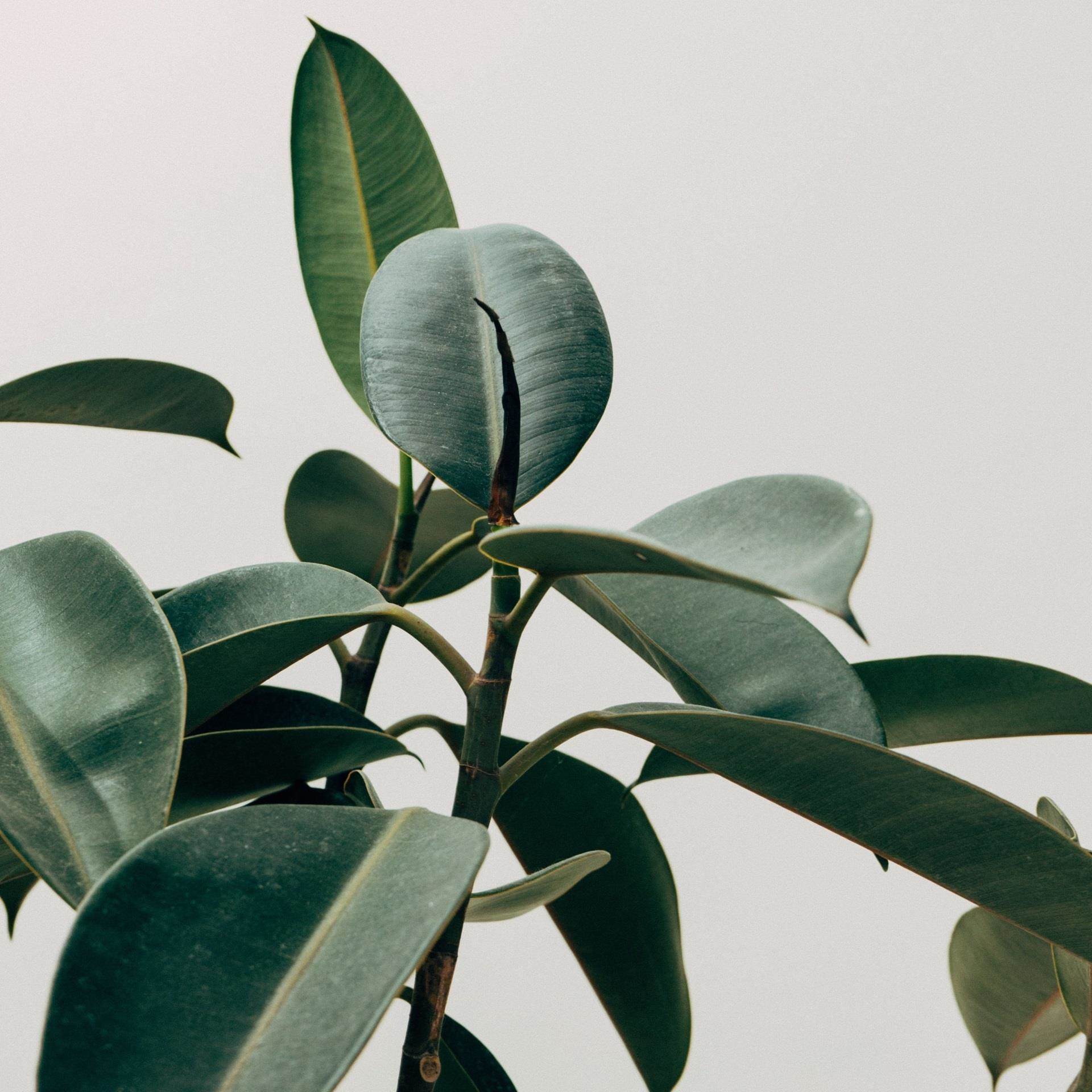 green leaves on light background